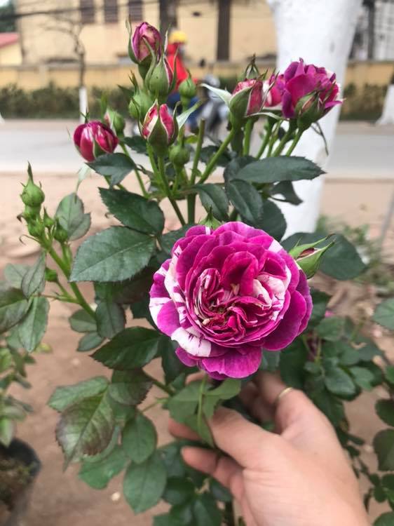Scented Jewel Rose Hoa hồng tím sọc đẹp hút hồn