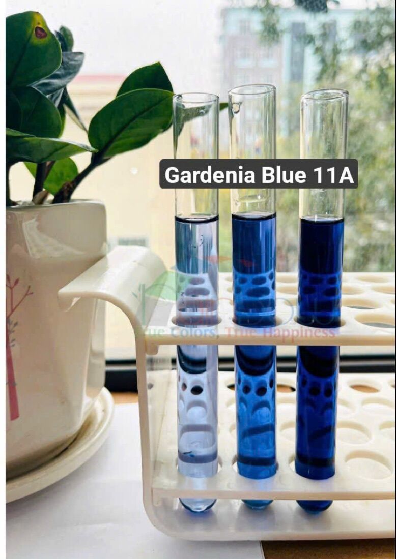 Gardenia blue