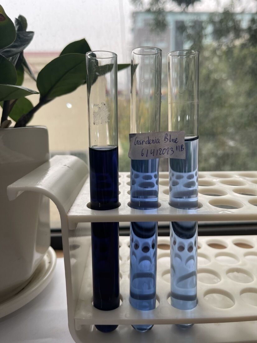 Gardenia blue — ảnh sản phẩm