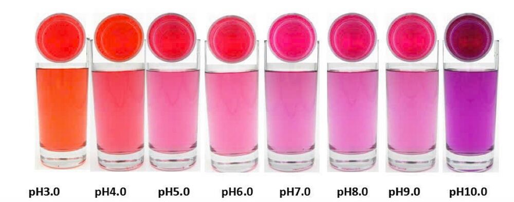 Red radish extract — ảnh sản phẩm